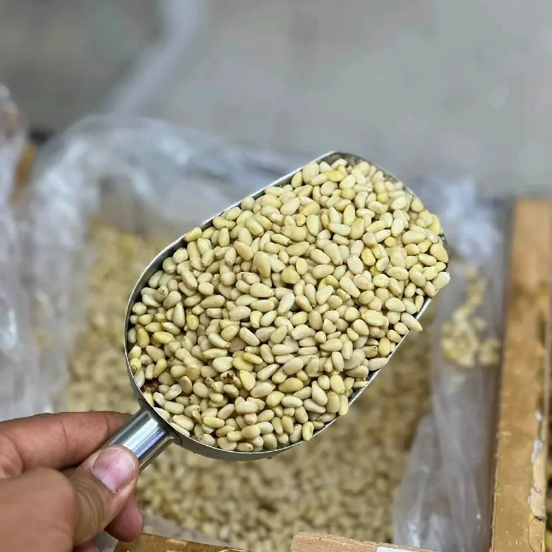 صنوبر