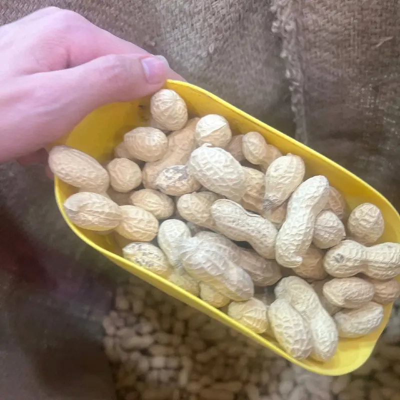 كاوكاو عملاق